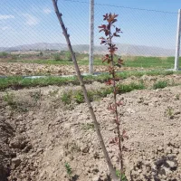 باغ ۳ساله روستای سرچشمه