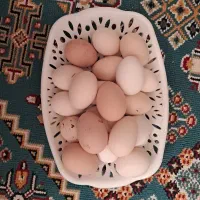 تخم مرغ نطفه دار گلین ریشو و چهل تاج