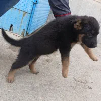 سگ ژرمن|سگ|باغستان, |دیوار