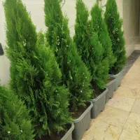 کامیس نوک دار بزرگ