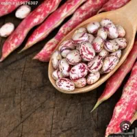 لوبیا چیتی