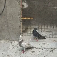 کفتر کبوتر آلمانی