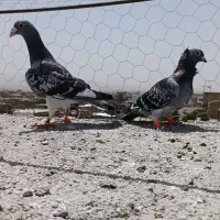 جفت نر ماده فروشی