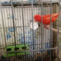 قناری red