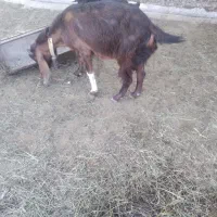 بز پاکستانی ماده