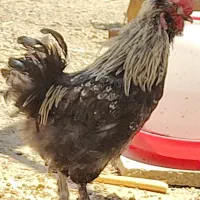 خروس