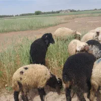 با سلام ۵عدد نر و ۵عدد ماده بره