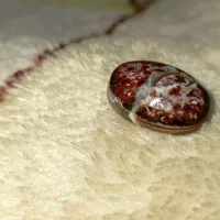 سنگ شجر