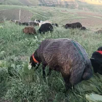 قوچ افشاری