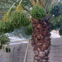 قطع نخل سمپاشی نخل تقویتی نخل سمپاشی موریانه، سوسک