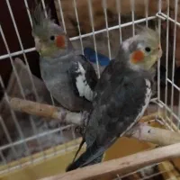 فوروش پرنده