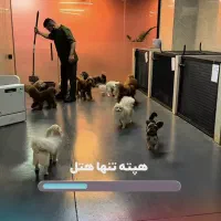 نیروی پذیرش کلینیک دامپزشکی هپت