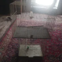 دوتا قفس