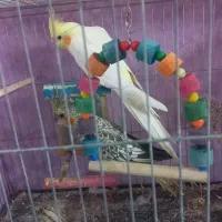 عروس هلندی نر و ماده