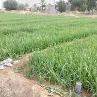 سبزیی