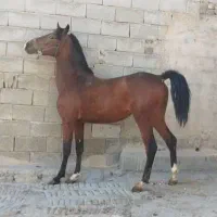 کره کردان حیدری