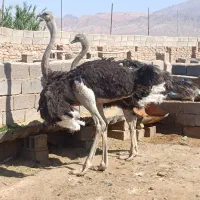پیش مولد شتر مرغ