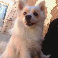 سگ پامر روباهی