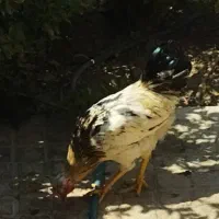 خروس جوان سالم و درشت
