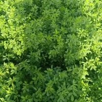 یونجه درو سوم درجه یک