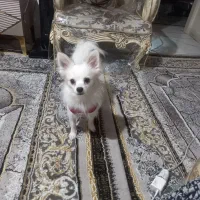سگ پامر|سگ|کرج, حیدرآباد|دیوار