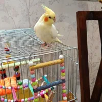 عروس هلندی نر۶ماه رام دستی