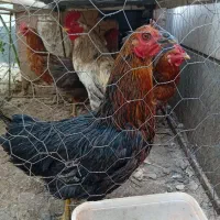 مرغ خروس محلی