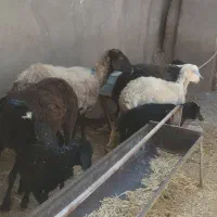 میش جوان به‌ همراه بره