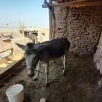 خر ..الاغ