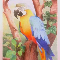 نقاشی طوطی با مداد رنگی