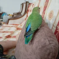 نر و ماده