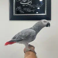 کاسکو رام و دستی خوش کلام