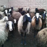 سرایدار نظافت باغ