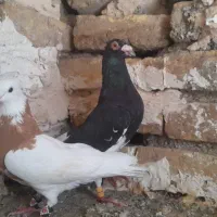 چند عدد کبوتر