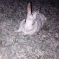 خرگوش
