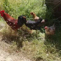مرغ