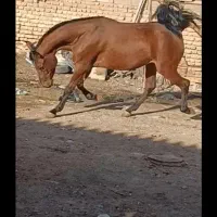 اسب مادیان روسی شش دانگ کامل آبستن