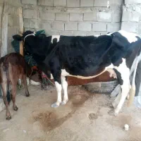 گاو وگوساله