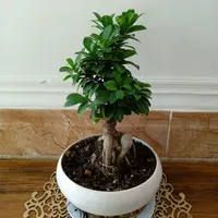 گل بونسای جنسینگ