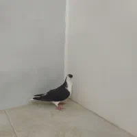 ساده سیاه