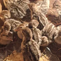 بلدرچین جوجه