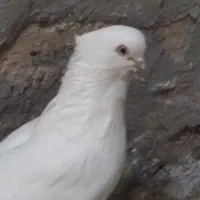 کبوتر جفتی خشکل