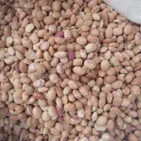 لوبیا‌ چیتی اقتصادی خوش‌طعم