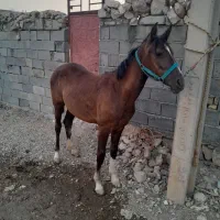 کره مادیون سر دم گیر