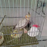 عروس هلندی جوجه