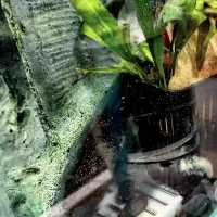 ماهی پلکو ال ۵۹ نر بالغ (خانگی) سالم