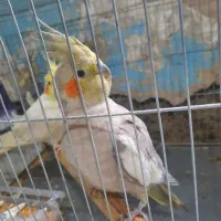 طوطی|پرنده|پارس‌آباد, |دیوار