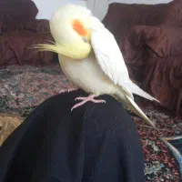 عروس هلندی باهوش