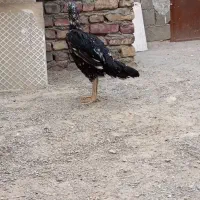 مرغ لاری
