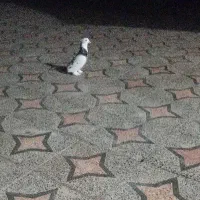 کبوتر پرپا  رودان ۷۰۰